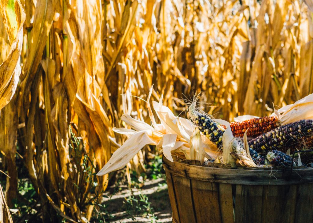 corn harvest thanksgiving