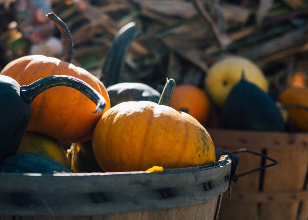 pumpkin harvest thanksgiving