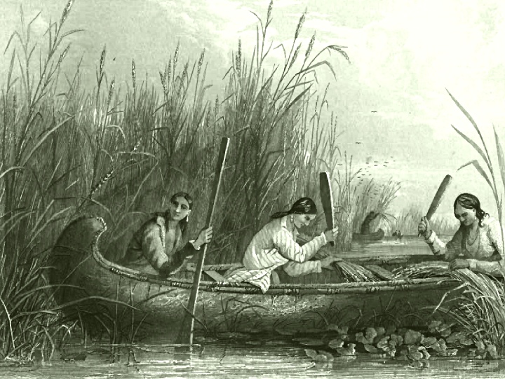 Frauen bei der Wildreis Ernte (ca. 1853)