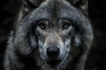 TRP Adventskalender 08 – Der Lakota und der Kampf der Wölfe